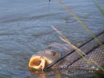 ABSOLU PECHE – Pêcheurs avertis ou débutants, où allez vous pêcher ce week-end?